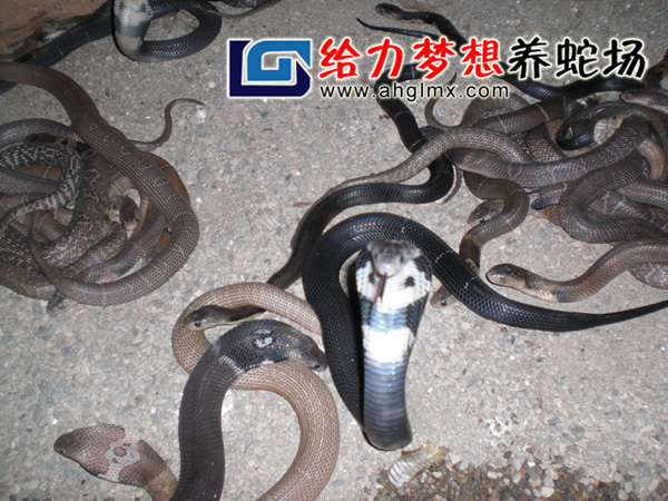 ���R����